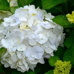 Havehortensia - Sæt med 6 - Hydrangea macrophylla 'Wudu' - Højde 25-40cm - ⌀9cm