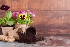 Havejord til stueplanter PSB 10L