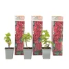 Haveribs - 3 stk - Ribes rubrum - Højde 25-40cm - ⌀9cm