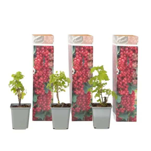 Haveribs - 3 stk - Ribes rubrum - Højde 25-40cm - ⌀9cm