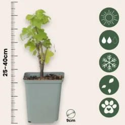 Haveribs - 3 stk - Ribes rubrum - Højde 25-40cm - ⌀9cm