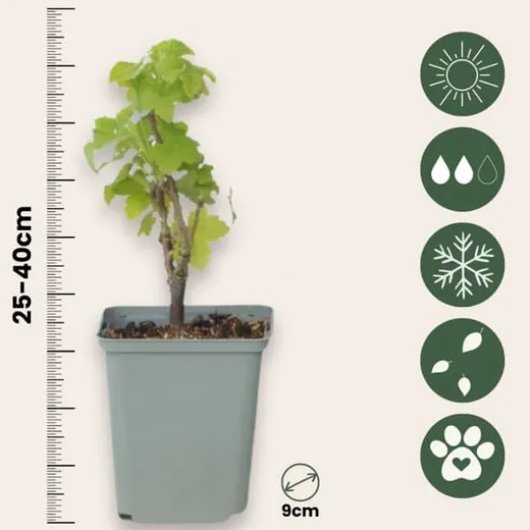 Haveribs - 3 stk - Ribes rubrum - Højde 25-40cm - ⌀9cm