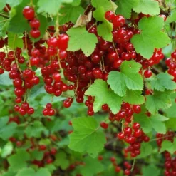 Haveribs - 3 stk - Ribes rubrum - Højde 25-40cm - ⌀9cm