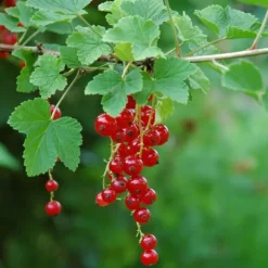 Haveribs - 3 stk - Ribes rubrum - Højde 25-40cm - ⌀9cm