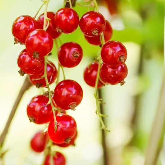 Haveribs - 3 stk - Ribes rubrum - Højde 25-40cm - ⌀9cm