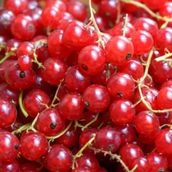 Haveribs - 3 stk - Ribes rubrum - Højde 25-40cm - ⌀9cm