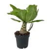 Hawaiipalme - Brighamia insignis - Højde 25-35cm - Potte 12cm
