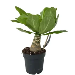 Hawaiipalme - Brighamia insignis - Højde 25-35cm - Potte 12cm