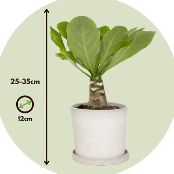 Hawaiipalme - Brighamia insignis - Højde 25-35cm - Potte 12cm