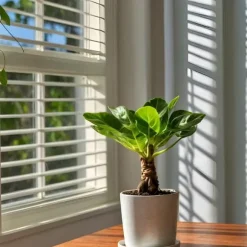 Hawaiipalme - Brighamia insignis - Højde 25-35cm - Potte 12cm