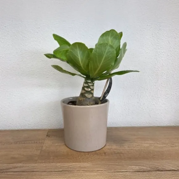 Hawaiipalme - Brighamia insignis - Højde 25-35cm - Potte 12cm