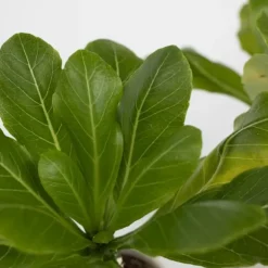 Hawaiipalme - Brighamia insignis - Højde 25-35cm - Potte 12cm