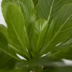 Hawaiipalme - Brighamia insignis - Højde 25-35cm - Potte 12cm