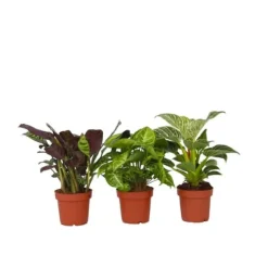 Hemmix - Sæt med 3 - Ctenanthe, Philodendron, Syngonium - Højde 25-40cm - ⌀12cm