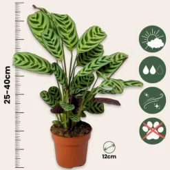 Hemmix - Sæt med 3 - Ctenanthe, Philodendron, Syngonium - Højde 25-40cm - ⌀12cm