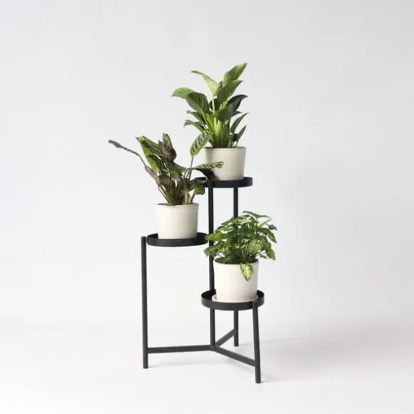 Hemmix - Sæt med 3 - Ctenanthe, Philodendron, Syngonium - Højde 25-40cm - ⌀12cm