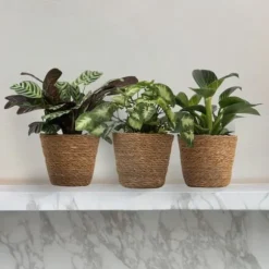 Hemmix - Sæt med 3 - Ctenanthe, Philodendron, Syngonium - Højde 25-40cm - ⌀12cm