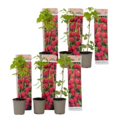 Hindbær plante - Sæt med 6 - Rubus ideaus 'Autumn Bliss' - Højde 25-40cm - ⌀9cm