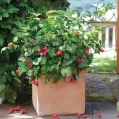 Hindbær plante - Sæt med 6 - Rubus ideaus 'Autumn Bliss' - Højde 25-40cm - ⌀9cm