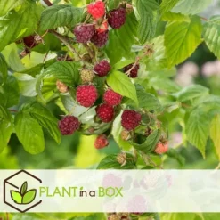 Hindbær plante - Sæt med 6 - Rubus ideaus 'Autumn Bliss' - Højde 25-40cm - ⌀9cm