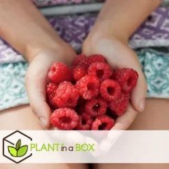 Hindbær plante - Sæt med 6 - Rubus ideaus 'Autumn Bliss' - Højde 25-40cm - ⌀9cm