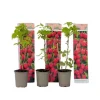 Hindbær plante - Sæt med 3 - Rubus ideaus 'Autumn Bliss' - Højde 25-40cm - ⌀9cm