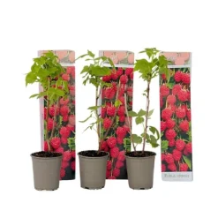 Hindbær plante - Sæt med 3 - Rubus ideaus 'Autumn Bliss' - Højde 25-40cm - ⌀9cm