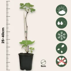 Hindbær plante - Sæt med 3 - Rubus ideaus 'Autumn Bliss' - Højde 25-40cm - ⌀9cm