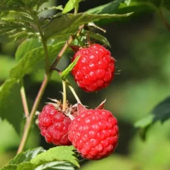 Hindbær plante - Sæt med 3 - Rubus ideaus 'Autumn Bliss' - Højde 25-40cm - ⌀9cm