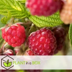 Hindbær plante - Sæt med 3 - Rubus ideaus 'Autumn Bliss' - Højde 25-40cm - ⌀9cm