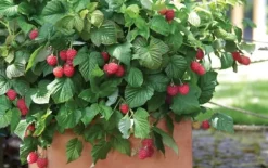 Hindbær plante - Sæt med 3 - Rubus ideaus 'Autumn Bliss' - Højde 25-40cm - ⌀9cm