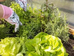 Højbed til altan, terrasse og have 110x55x80cm - Træherbarium på ben - Plantekasse på ben til blomster, krydderurter, grøntsager - Højbed til haven, G | CDON