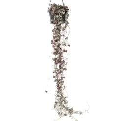 Hjerteranke - Ceropegia linearis Woodii - Højde 20-30cm - ⌀14cm