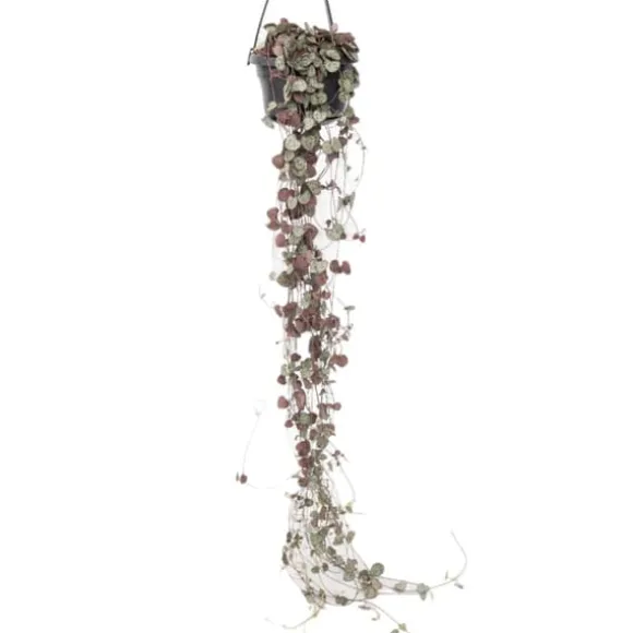 Hjerteranke - Ceropegia linearis Woodii - Højde 20-30cm - ⌀14cm