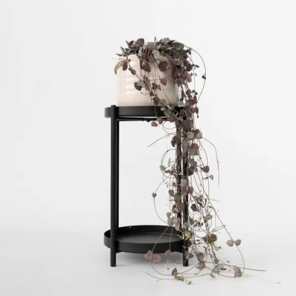 Hjerteranke - Ceropegia linearis Woodii - Højde 20-30cm - ⌀14cm