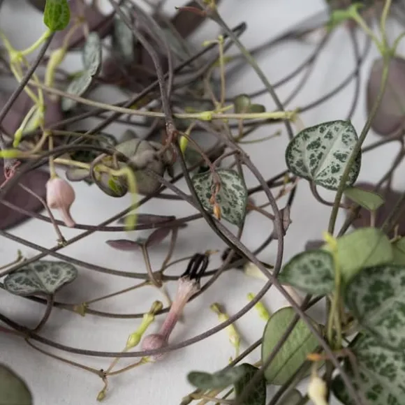 Hjerteranke - Ceropegia linearis Woodii - Højde 20-30cm - ⌀14cm