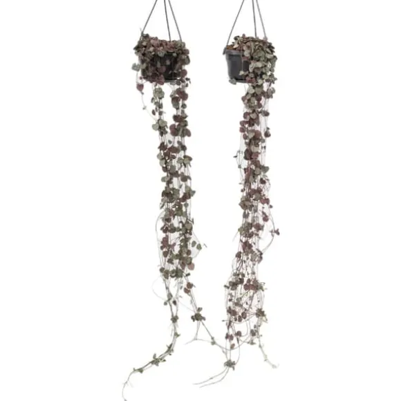 Hjerteranke - Sæt med 2 - Ceropegia linearis Woodii - Højde 20-30cm - ⌀14cm
