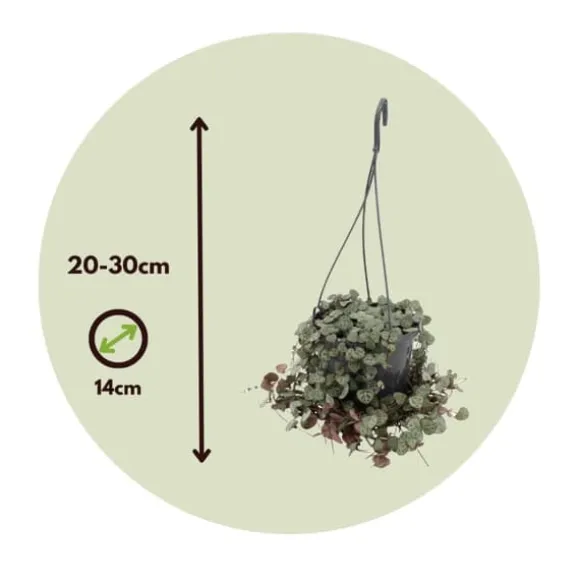 Hjerteranke - Sæt med 2 - Ceropegia linearis Woodii - Højde 20-30cm - ⌀14cm