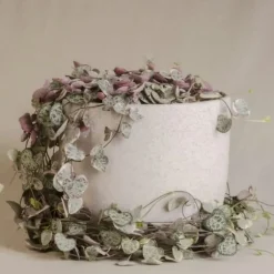 Hjerteranke - Sæt med 2 - Ceropegia linearis Woodii - Højde 20-30cm - ⌀14cm