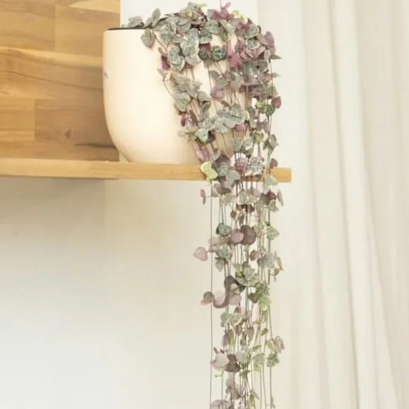 Hjerteranke - Sæt med 2 - Ceropegia linearis Woodii - Højde 20-30cm - ⌀14cm