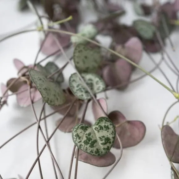 Hjerteranke - Sæt med 2 - Ceropegia linearis Woodii - Højde 20-30cm - ⌀14cm