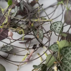Hjerteranke - Sæt med 2 - Ceropegia linearis Woodii - Højde 20-30cm - ⌀14cm