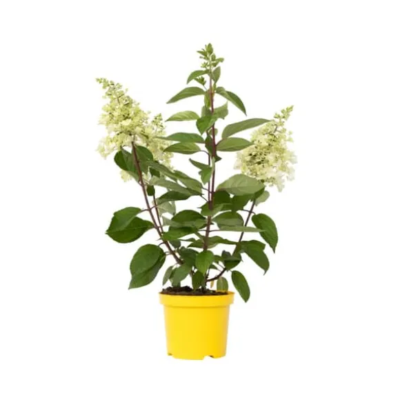 Hortensia - Hydrangea paniculata 'Candlelight' - Højde 25-40cm - ⌀19cm