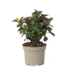 Hortensia - Hydrangea paniculata 'Dare Devil' - Højde 25-40cm - ⌀19cm