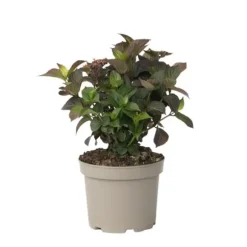 Hortensia - Hydrangea paniculata 'Dare Devil' - Højde 25-40cm - ⌀19cm