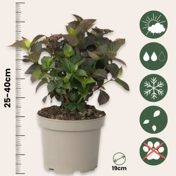 Hortensia - Hydrangea paniculata 'Dare Devil' - Højde 25-40cm - ⌀19cm