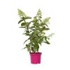 Hortensia - Hydrangea paniculata 'Pinky Winky' - Højde 25-40cm - ⌀19cm