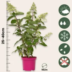 Hortensia - Hydrangea paniculata 'Pinky Winky' - Højde 25-40cm - ⌀19cm
