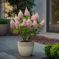 Hortensia - Hydrangea paniculata 'Pinky Winky' - Højde 25-40cm - ⌀19cm