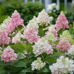 Hortensia - Hydrangea paniculata 'Pinky Winky' - Højde 25-40cm - ⌀19cm